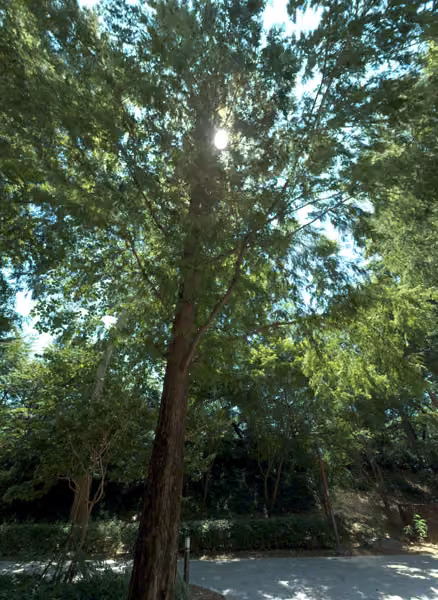 tree photo