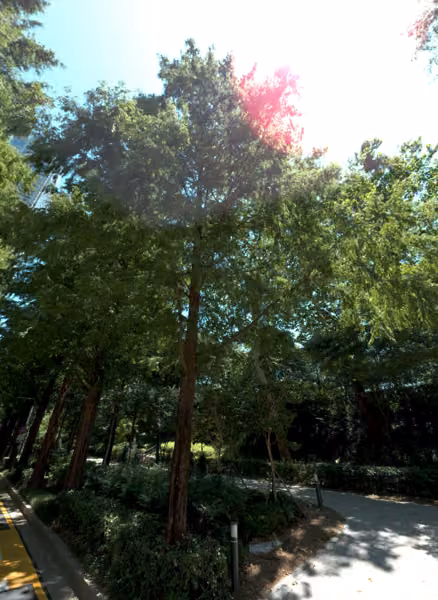 tree photo