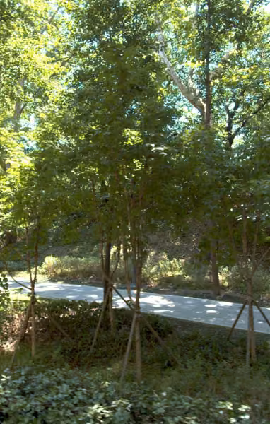 tree photo