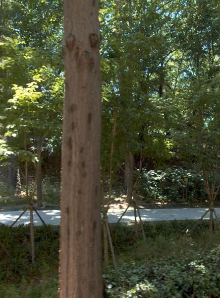 tree photo