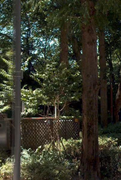 tree photo
