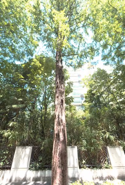 tree photo