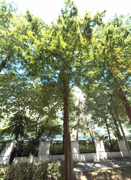 tree photo