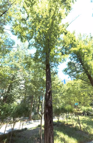 tree photo