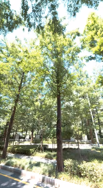 tree photo