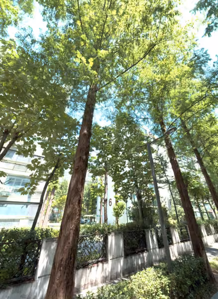 tree photo