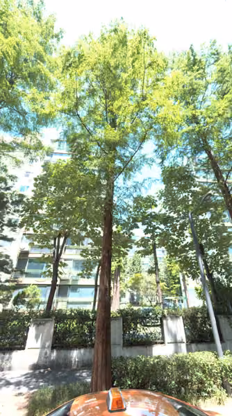 tree photo