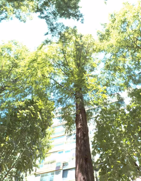 tree photo