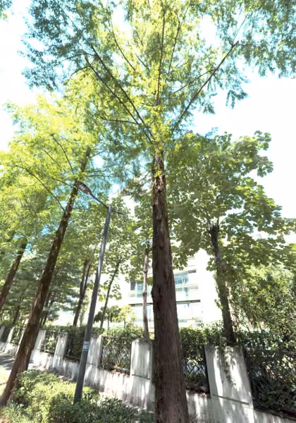 tree photo