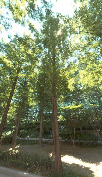 tree photo