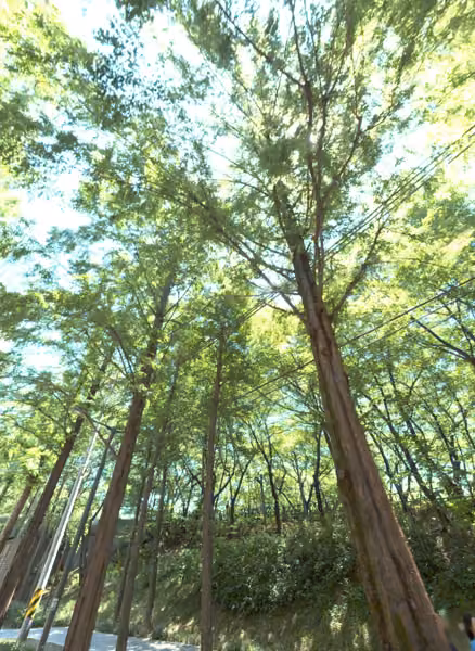 tree photo