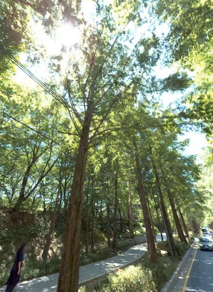 tree photo
