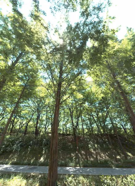 tree photo
