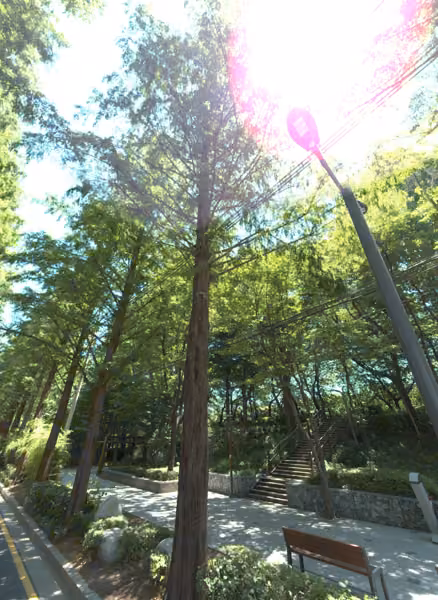 tree photo