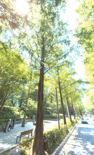 tree photo