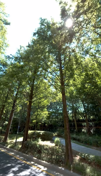 tree photo