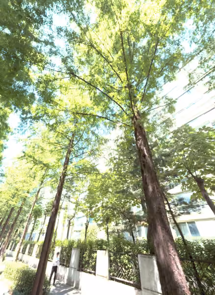 tree photo