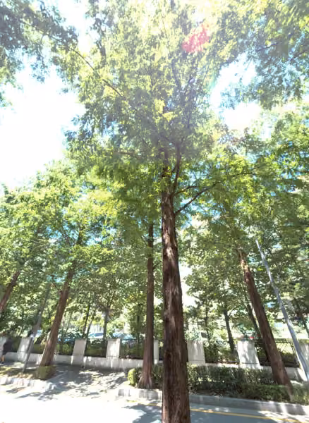 tree photo