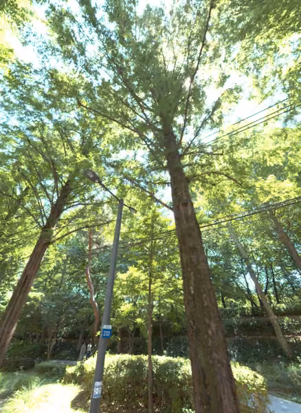 tree photo