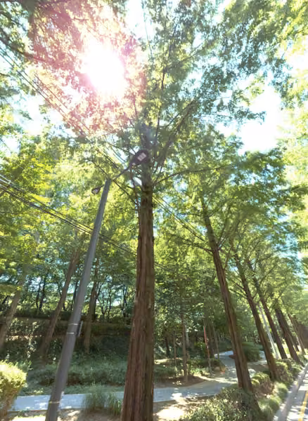 tree photo