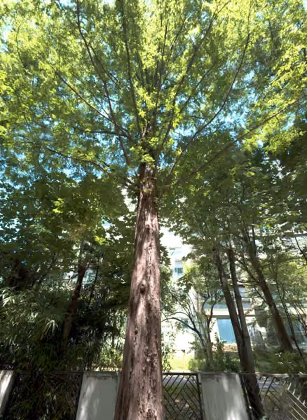 tree photo