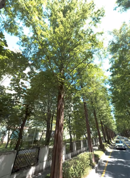 tree photo