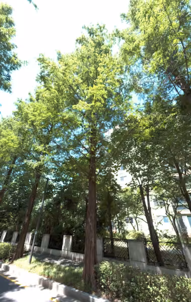 tree photo