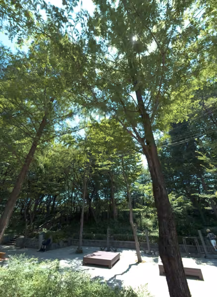 tree photo