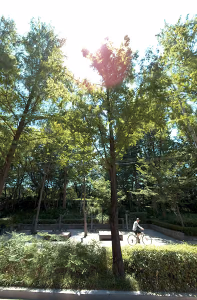 tree photo