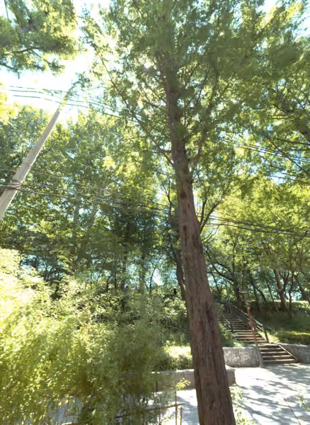 tree photo