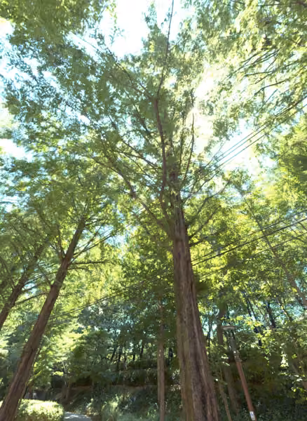 tree photo