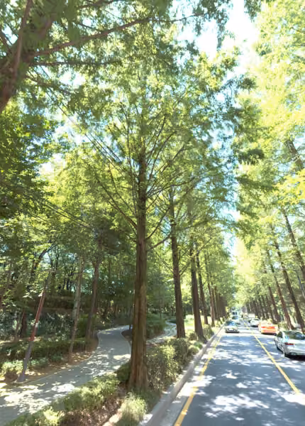 tree photo