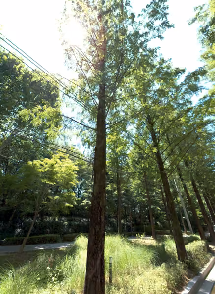 tree photo
