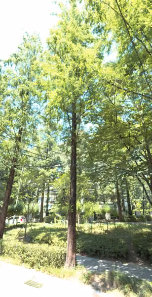 tree photo