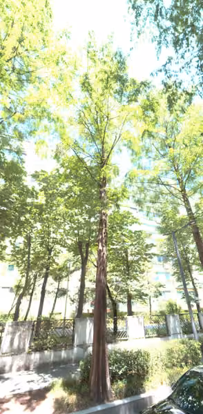 tree photo