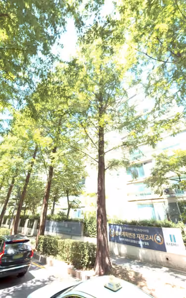 tree photo
