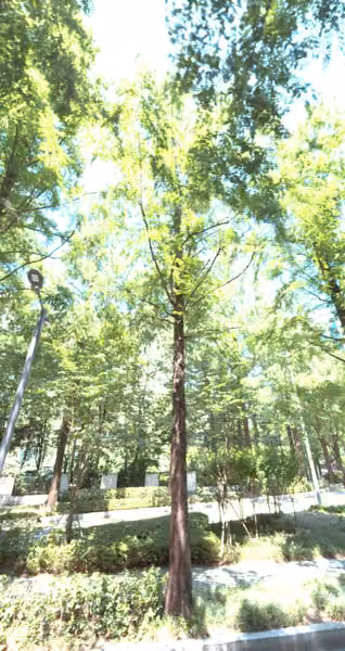 tree photo