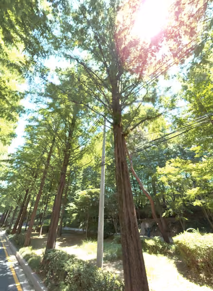 tree photo