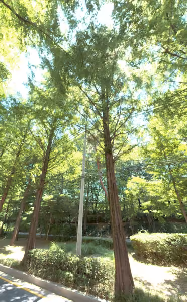 tree photo