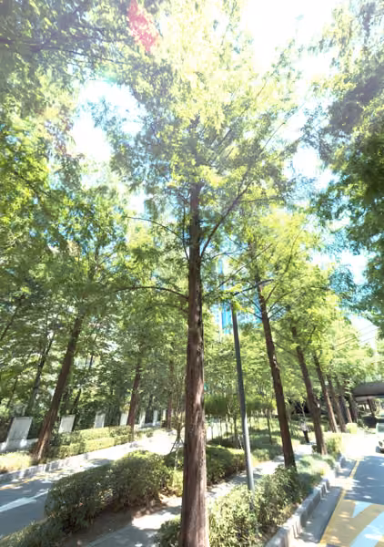 tree photo