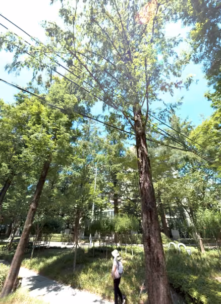tree photo