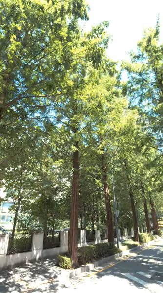 tree photo