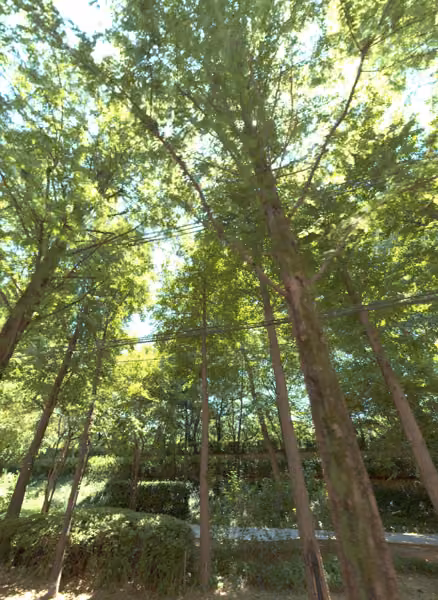 tree photo