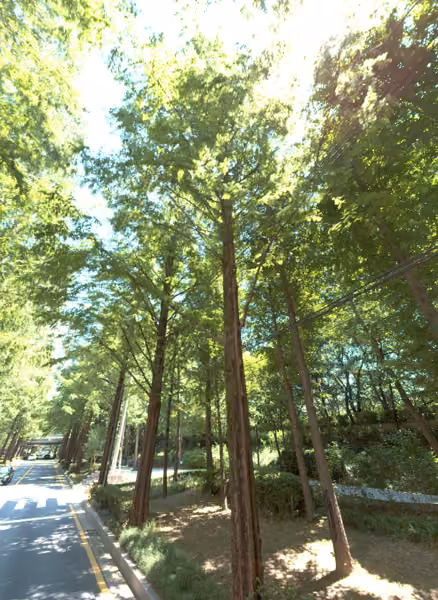 tree photo