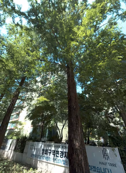 tree photo