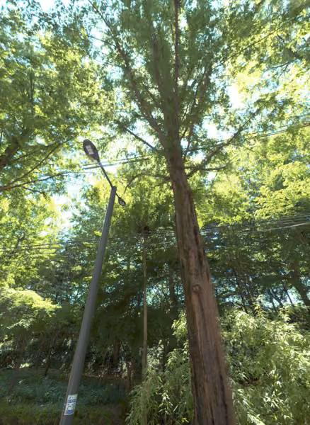 tree photo