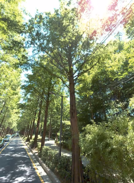 tree photo