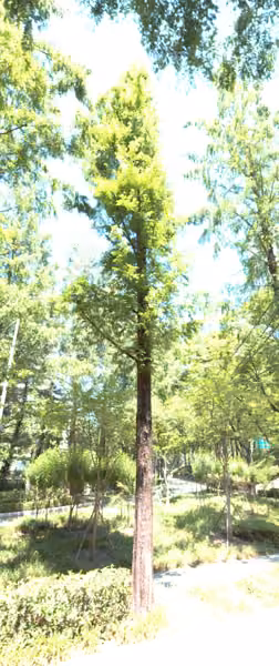 tree photo