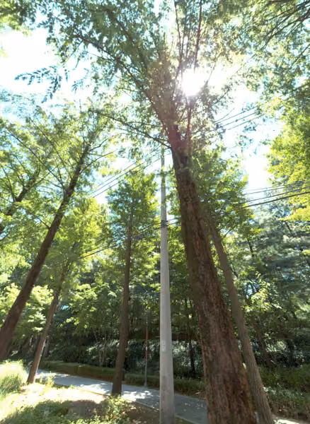 tree photo