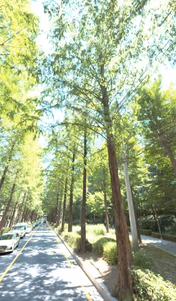 tree photo